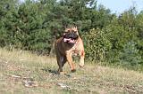 BULLMASTIFF 014